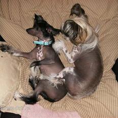 Chinese crested hårløs Mexi Sadie-Liv