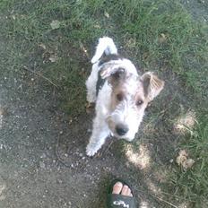 Ruhåret foxterrier El-fri-ba Devils Princess