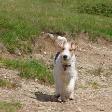 Ruhåret foxterrier El-fri-ba Devils Princess