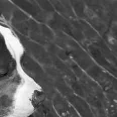 Amerikansk staffordshire terrier Odin alias Hr. Holm