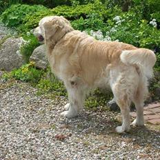 Golden retriever Golden Julius (Bamse) Død
