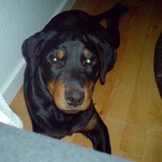 Rottweiler Cassiopeia