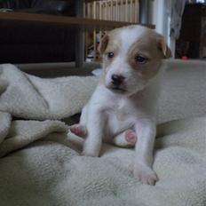 Blanding af racer bella