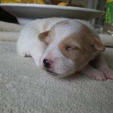 Blanding af racer bella