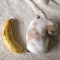 Blanding af racer bella