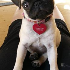 Mops Souvinier's Hilda (Donna)