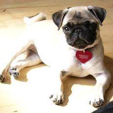 Mops Souvinier's Hilda (Donna)