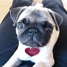 Mops Souvinier's Hilda (Donna)