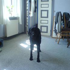 Labrador retriever napoleon