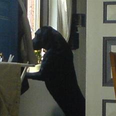 Labrador retriever napoleon