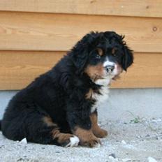 Berner sennenhund Bel`Royal`s Cocio