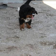 Berner sennenhund Bel`Royal`s Cocio