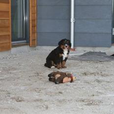 Berner sennenhund Bel`Royal`s Cocio