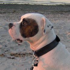 Amerikansk bulldog Tjiko *RIP* Love Ya