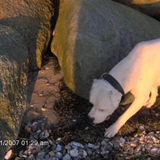 Amerikansk bulldog Tjiko *RIP* Love Ya