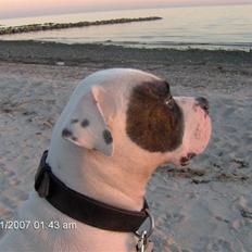 Amerikansk bulldog Tjiko *RIP* Love Ya