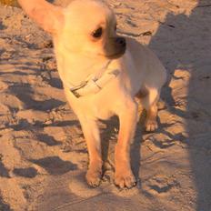 Chihuahua Jack