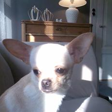 Chihuahua Jack