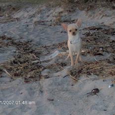 Chihuahua Jack