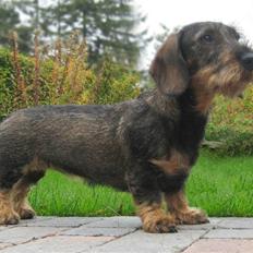 Gravhund DKBRCH(S)Toftekærets Dina