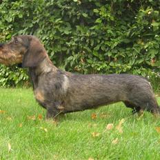 Gravhund DKBRCH(S)Toftekærets Dina