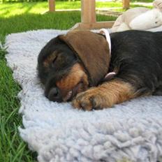 Gravhund DKBRCH(S)Toftekærets Dina