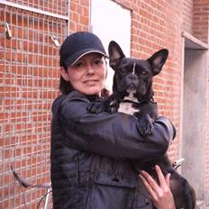 Fransk bulldog Freja