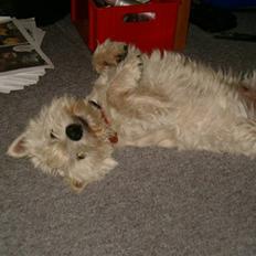 West highland white terrier Abraham Lincoln