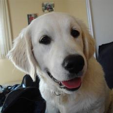 Golden retriever Tilde