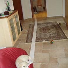 Golden retriever Tilde