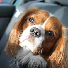 Cavalier king charles spaniel Charlie