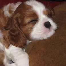 Cavalier king charles spaniel Clasic Star Citha RIP 30-7 2017