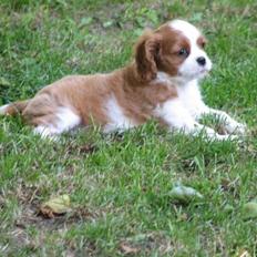 Cavalier king charles spaniel Clasic Star Citha RIP 30-7 2017
