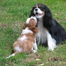 Cavalier king charles spaniel Clasic Star Citha RIP 30-7 2017