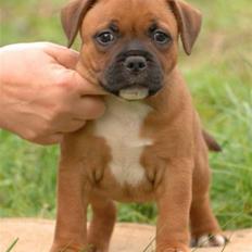 Staffordshire bull terrier Angelicstaff Cool Cash