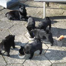 Schipperke Mischa