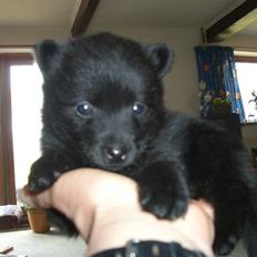 Schipperke Mischa 