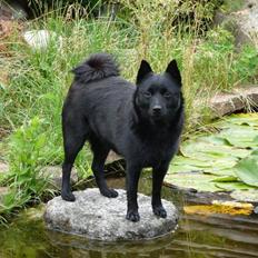 Schipperke Mischa