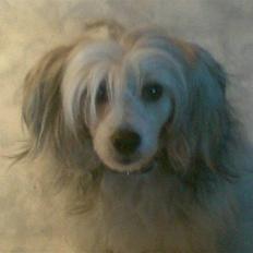 Chinese crested powder puff Mexi Nero Himmelhund