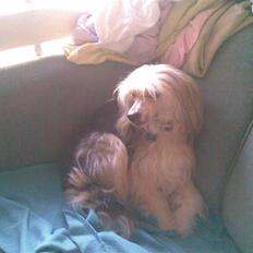 Chinese crested powder puff Mexi Nero Himmelhund