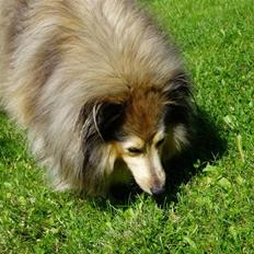 Shetland sheepdog Timian