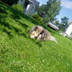 Shetland sheepdog Timian
