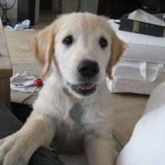 Golden retriever Zeus