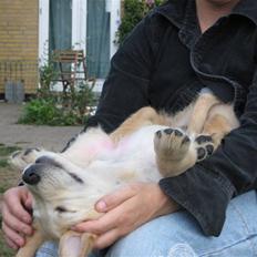 Golden retriever Zeus