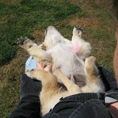 Golden retriever Zeus