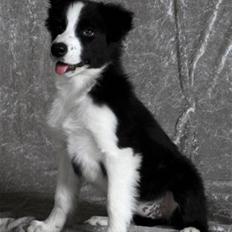 Border collie Mini