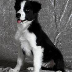 Border collie Mini 