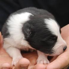 Border collie Mini 