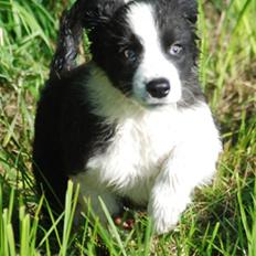 Border collie Mini 