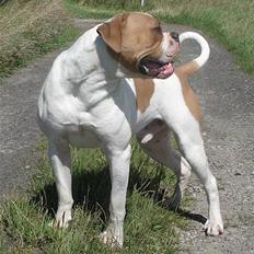 Amerikansk bulldog østergaards Noah